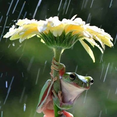 InoccoTammy's profile picture. 