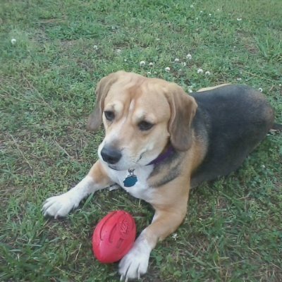 Beagle, animal, and nature lover. Mom to Bailey a 5yr old spoiled rotten and very picky girl.