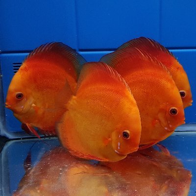 مزرعه تکثیر و پرورش ماهی دیسکس در ایران.
Discus Fish expert.