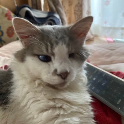 動物園に行きたくても行けない中、皆様のおかげで色々な子たちを知ることができています。本当に有難うございます。 猫大好き、パンダさん好き(たんたんさん、でも皆大好き)、全ての命が認められる世界でありますように。 無言フォロー申し訳ないです 🙏