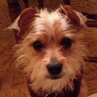 Ellen Macy (@linkingurl) 's Twitter Profile