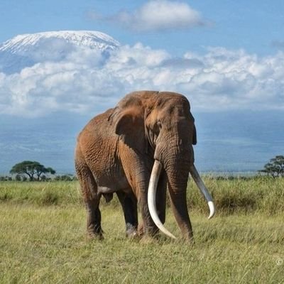 Basajjabalaba Profile