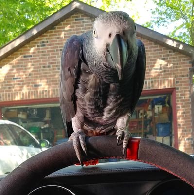 Automotive Info.. Auto Racing Info .. Whats New in Tech.. Drones.. UAV's.. Space and Science. And Featuring 'Jules' The Wonky Parrot!!