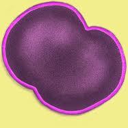 N_Meningitidis's profile picture. A many times deadly bacterial infection transmitted by droplets. There's a vaccine against me, and it's recommended most for people in group settings.