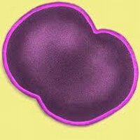 Neisseria Meningitis (@n_meningitidis) 's Twitter Profile