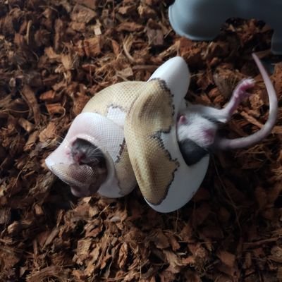 New to reptile breeding, but not new to the passion for reptiles