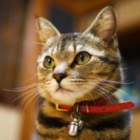 syu (@syutsu) 's Twitter Profile