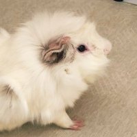 Pompii (@morumott_pompii) 's Twitter Profile