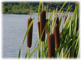 nenndre's profile picture. Love to create, love the nature, love philosophy and photography... People say I'm weird, unique and crazy, and I say it's just me :)