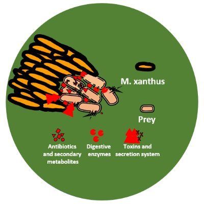 A bunch of Bacterial Ecology and Evolution enthusiasts | Myxococcus xanthus | Prey-predator dynamics | Life-history evolution | Antibiotic resistance in nature