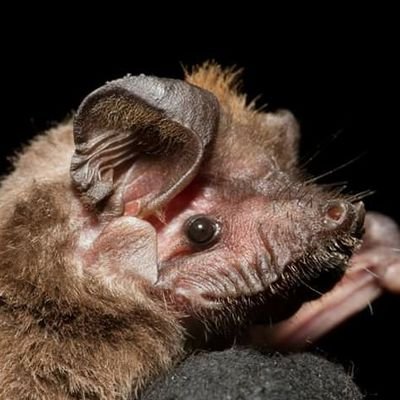 Researcher Senior Lecturer Global Change Biology
Director African Bat Conservation, @African_Bat
Co-Lead Bat Conservation Research Lab @bat_uwe
@Cons_Res_Africa