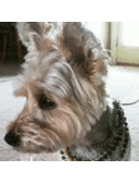 Marco Williams - @MarcoTheDog - Twitter