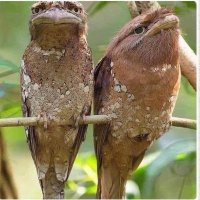 خالد ومنال من الاردن (@kkk31273190) 's Twitter Profile