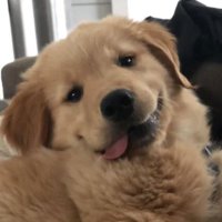 loading... (@ahtinisfluffy) 's Twitter Profile Photo loading... (@ahtinisfluffy) 's Twitter Profile Photo