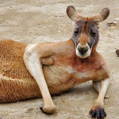 ぺぺぺさんのプロフィール画像