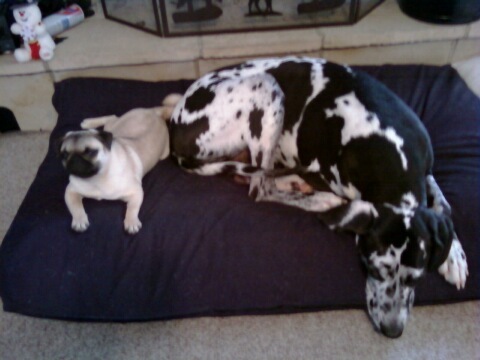 bosstont's profile picture. 