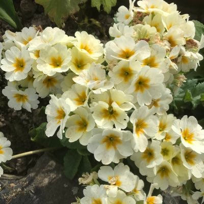 dilldalldill's profile picture. 