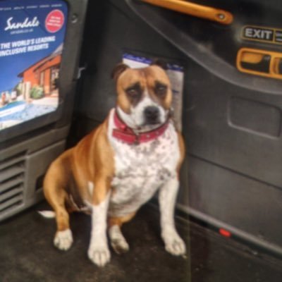 cabbie gb..family man /football / outdoors countryside /fishing/wildlife/love staffies