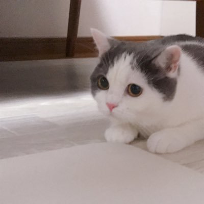 ピノちゃん ブリティッシュショートヘア 赤ちゃんカンガルーになったピノちゃん 子猫 ねこ ネコ 猫 猫好きさんと繋がりたい ブリティッシュショートヘア ピノちゃん ブリティッシュショートヘア 赤ちゃんカンガルーになったピノちゃん 子猫 ねこ ネコ 猫 猫好きさんと繋がりたい ブリティッシュショートヘア