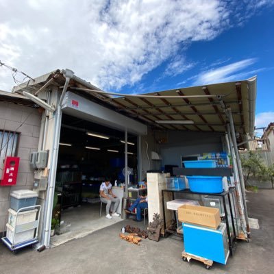 ペットショップ サイクワ 元気な小赤大量入荷です 価格もお求めやすいお値段になっております 観賞用にも エサ金としても最適です 金魚 小赤 観賞魚 エサ金 ペットショップ サイクワ ペットショップ サイクワ 元気な小赤大量入荷です 価格もお求めやすいお値段になっております 観賞用にも エサ金としても最適です 金魚 小赤 観賞魚 エサ金 ペットショップ サイクワ