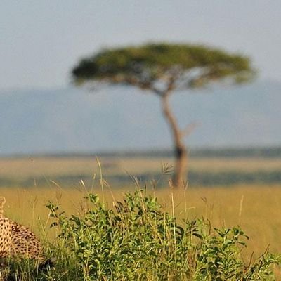 🇺🇸🇹🇿
I love nature ,wildlife and eco friendly le guide