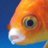 魚の目君(ガヤ民)のアイコン