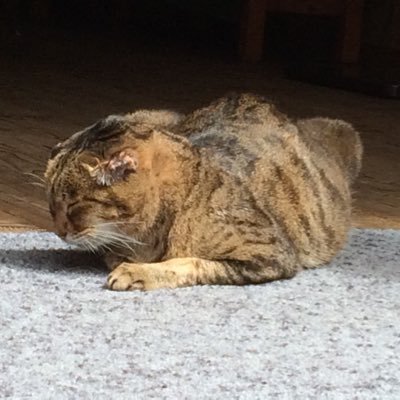 yuyuta223's profile picture. 社会人。サウナー。ホームはレインボー新小岩。サブは萩の湯、法典の湯、レスタ。(趣味、マイブーム）水泳/ダイビング/筋トレ・パワーリフティング/サウナ/映画鑑賞/冨樫先生の漫画全般。仕事しろ/アニメ/小説・ラノベ/ポケモン/ゲーム