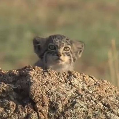 samaD6415's profile picture. 🇰🇷BIGBANG BTS B.A.P Day6 Redvelvet รักสงบมากๆ🖖 genshin🎮