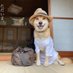 舞鶴 湾子 (@aoinowanko) Twitter profile photo 舞鶴 湾子 (@aoinowanko) Twitter profile photo