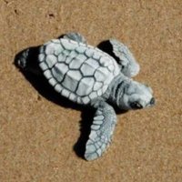 Tortex (@tortex19) 's Twitter Profile