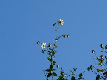 minhasj's profile picture. I am a scientist, working on potato value chain, especially quality seed production