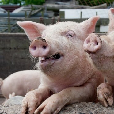 Showing how farms are taking care of their livelihood— the livestock.