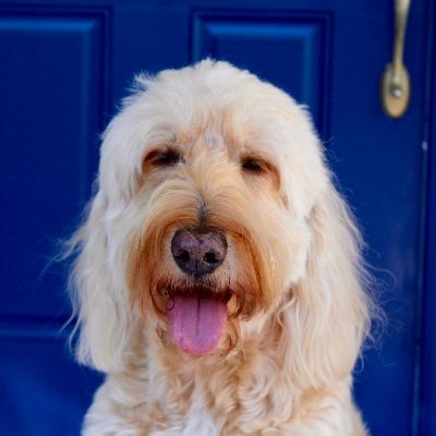 ErinDusty's profile picture. ‘I know that tigers have half the courage of women.’  - Jadav Payeng