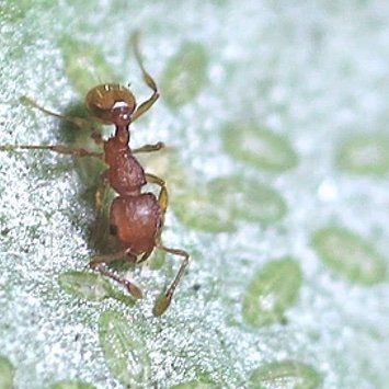 Postdoc @UCBerkeley | ecology and evolution of interactions | plants and microbes | insects and agriculture