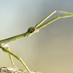 nbstickbug's profile picture. 20 - he/they 🔞minors + proshippers will get blocked🔞