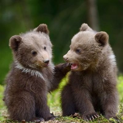 We are a group of Kindergarten learners from @glenburnie_ldsb - The Grizzlies, in @limestonedsb. Account managed by Mrs. Ford & Mrs. V.