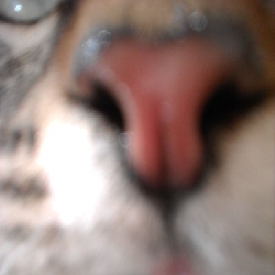 ElianMaziero's profile picture. 