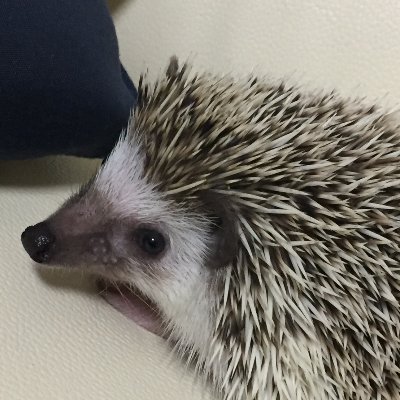 トガムラさんのプロフィール画像