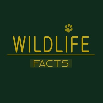 Wildlifefactsid's profile picture. Each species is a masterpiece, a creation assembled with extreme care and genius
(Edward O. Wilson)
