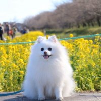 ポメ太郎 (@detestfnff) 's Twitter Profile Photo ポメ太郎 (@detestfnff) 's Twitter Profile Photo