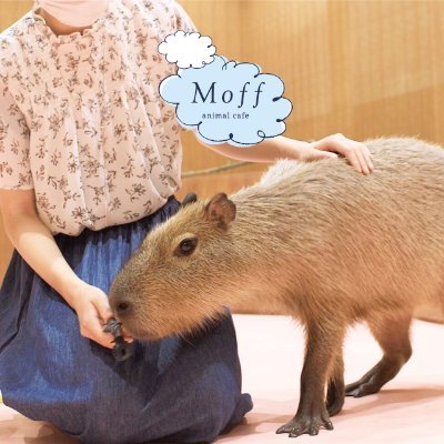 Moff animal cafe ららぽーと愛知東郷店