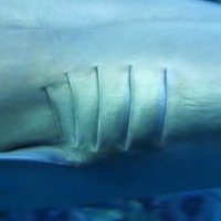𝙎𝙦𝙪𝙖𝙡𝙤𝙢𝙞𝙭 - shark & ray genomics & beyond(@Squalomix4earth) 's Twitter Profile Photo