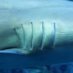 𝙎𝙦𝙪𝙖𝙡𝙤𝙢𝙞𝙭 - shark & ray genomics & beyond (@squalomix4earth) Twitter profile photo 𝙎𝙦𝙪𝙖𝙡𝙤𝙢𝙞𝙭 - shark & ray genomics & beyond (@squalomix4earth) Twitter profile photo