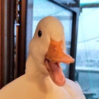 こだのすけ@あひるウォッシュ (@callduck_nosuke) 's Twitter Profile Photo