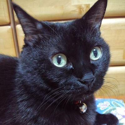 ラブねこ (@toyokato1122) / Posts / X