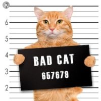 The Six 'Stinky' Cats Gang(@SixStinkyCats) 's Twitter Profile Photo