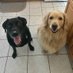 DebraF (@dogsanddolphins) Twitter profile photo