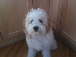 Demdoodlesrock's profile picture. 