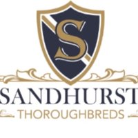 Sandhurst Thoroughbreds(@SThoroughbreds) 's Twitter Profile Photo