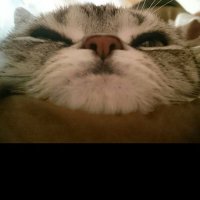 👽ようこ🍙。 (@mas551214) 's Twitter Profile